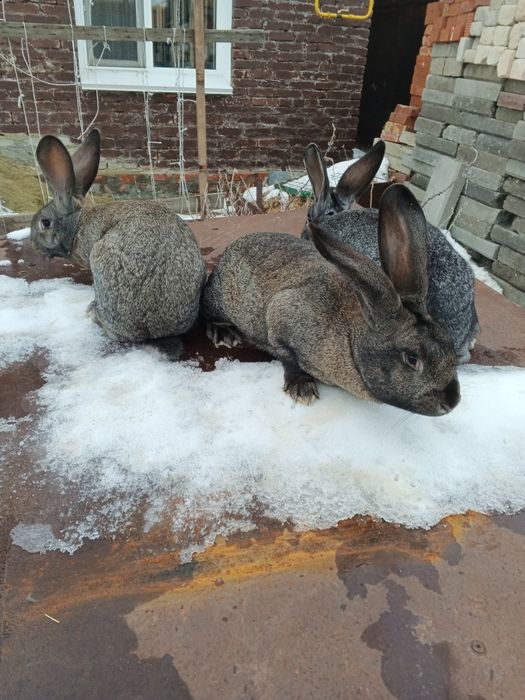 Кролики молодняк