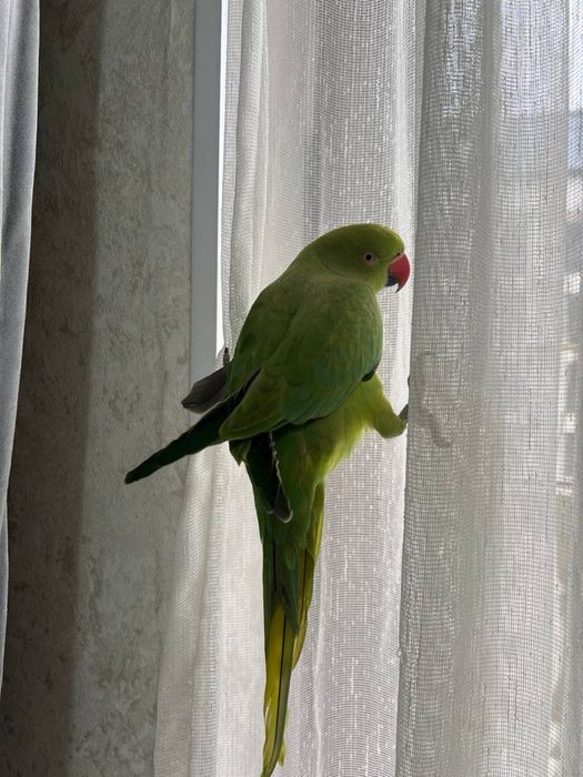 Срочно продаётся  ожереловый