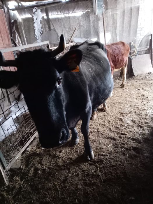 Продам корову на мясо