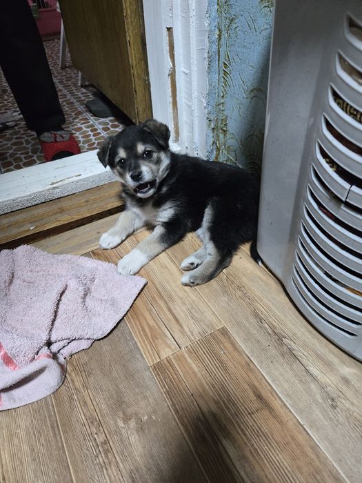 Продам не дорого