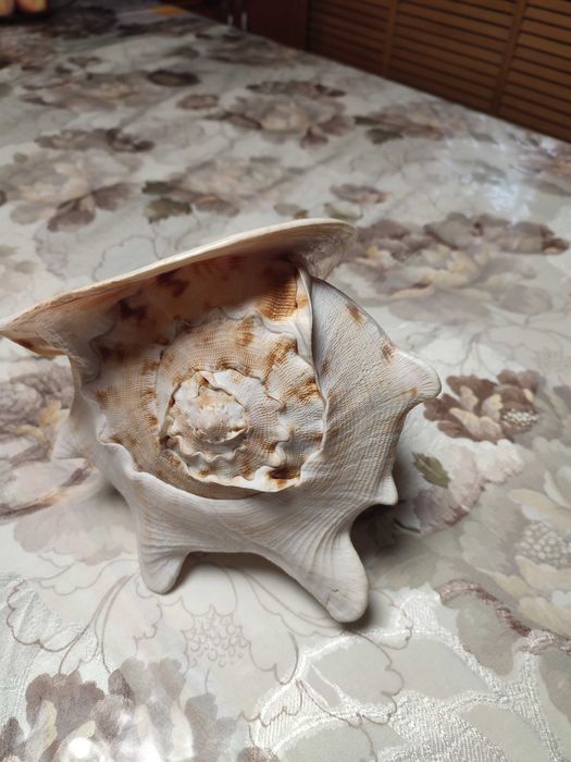 Королевская ракушка