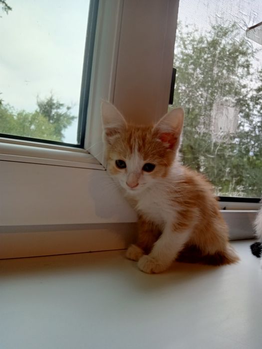 Котята ищут своего хозяина