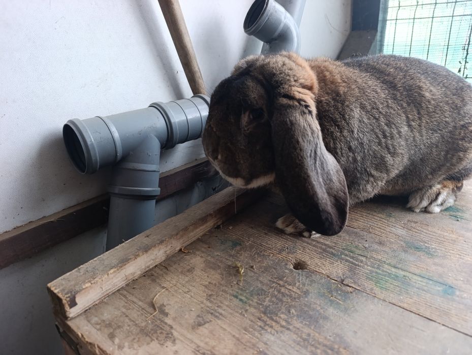 Mascul Berbec German rasă mare din 07.01.2025