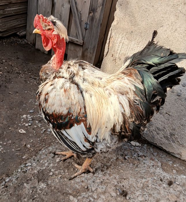 Продам молодого петуха  Голошейки