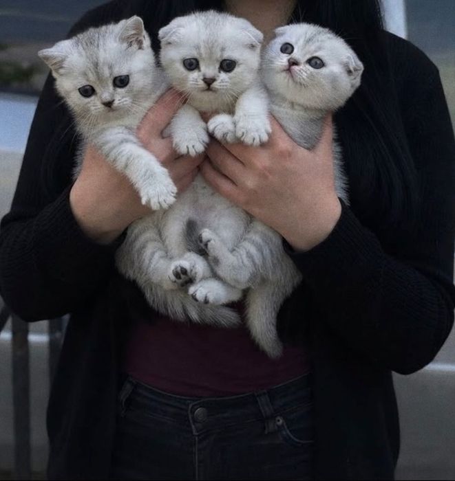 Котята вислоухие шотландцы