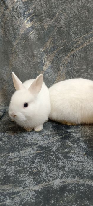 Дикаративный карликовый кролики