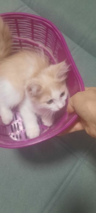 Отдаеться котик бесплатно
