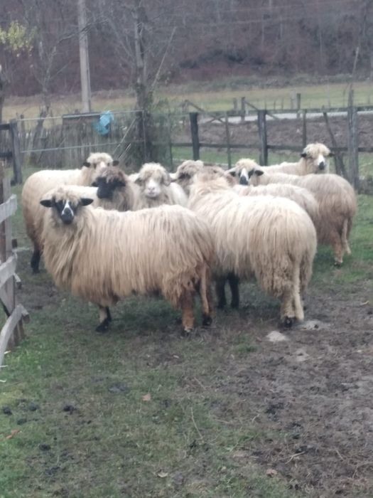 Oi de vânzare foarte frumoase