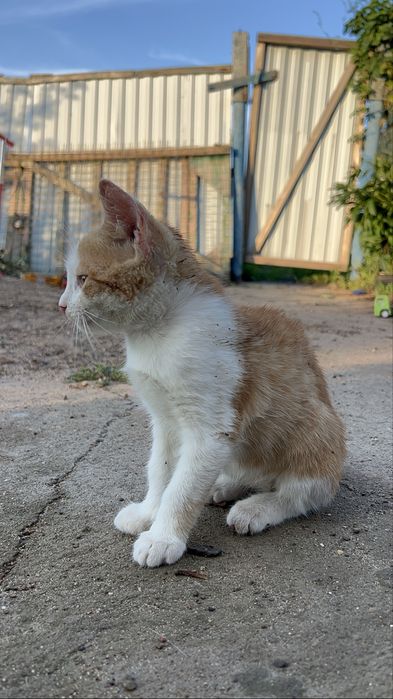 В добрые руки кот