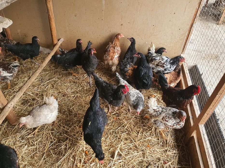 Qora tovuq tuxumlari