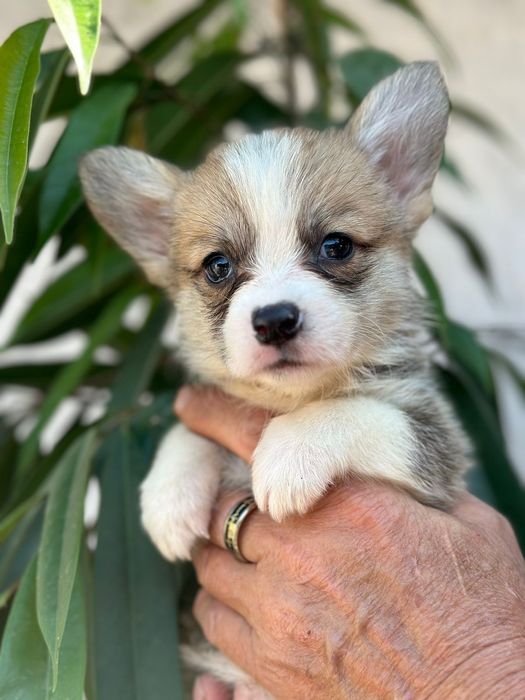 Вельш корги пемброк рыжего окраса