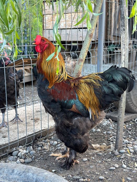 Vand doua perechi de gaini brahma potarnichiu si brahma herminat inchis