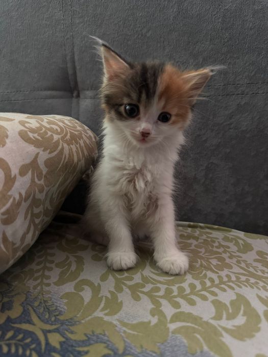 Котенок ищет дом