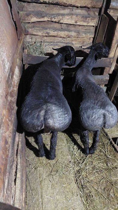 Продажа баран на племя