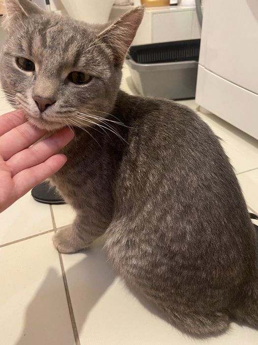 Котик молодой ищет дом