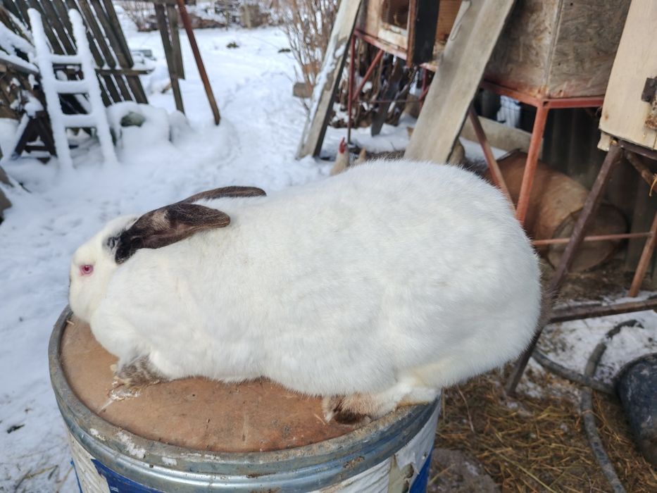 Femela uriaș de Transilvania