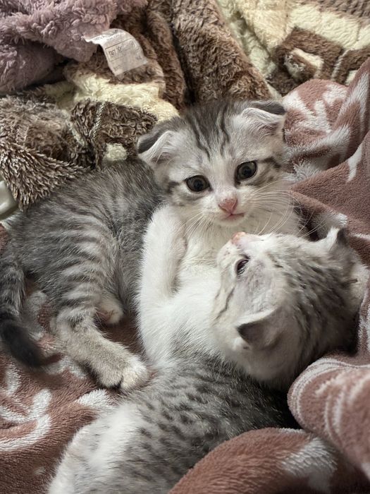 Продаются котенки шотландские