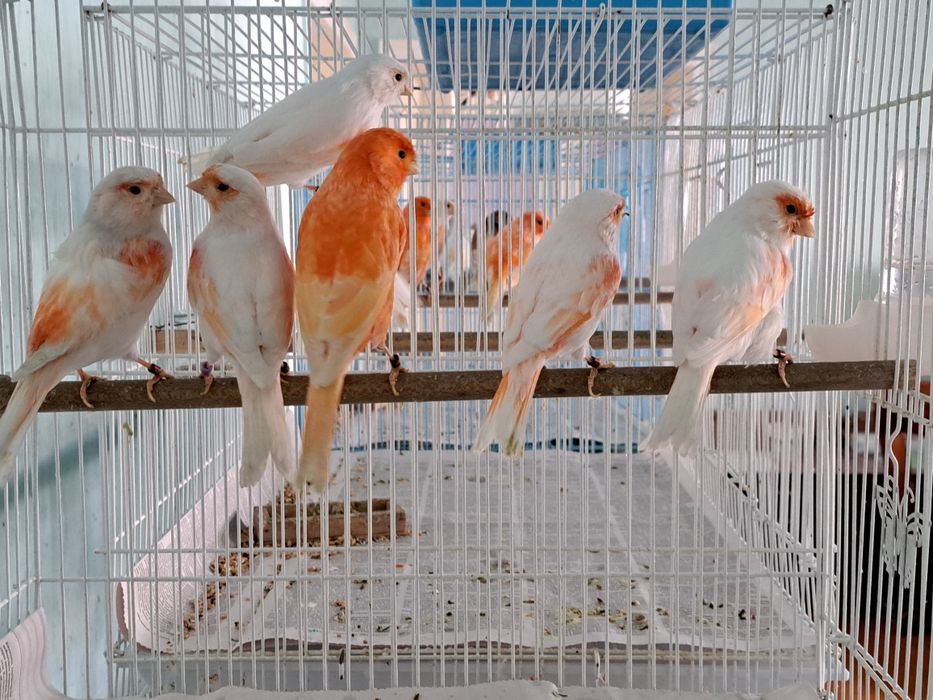 Канарейки цветные.