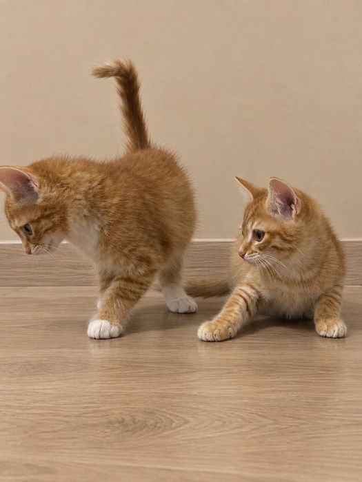 Котята мальчик и девочка