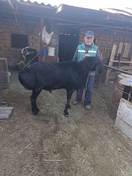 Семиз Кошкар сатылады