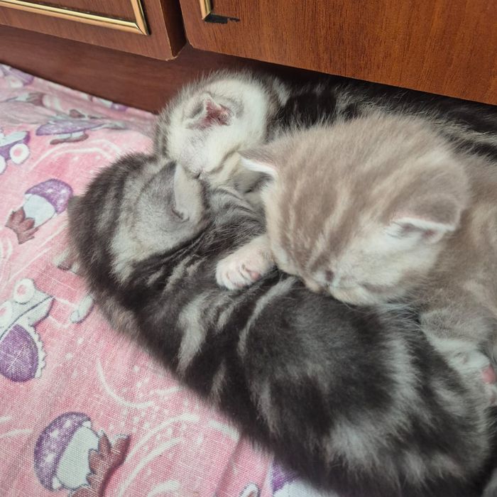 Котята шотландские