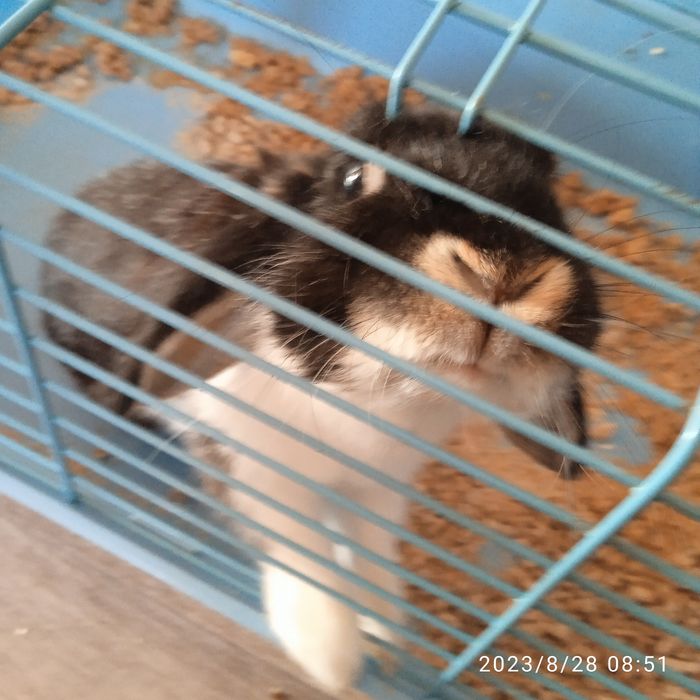 Продам кролика декаративного