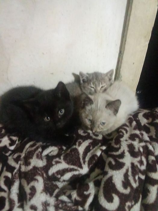 Отдам бесплатно котят