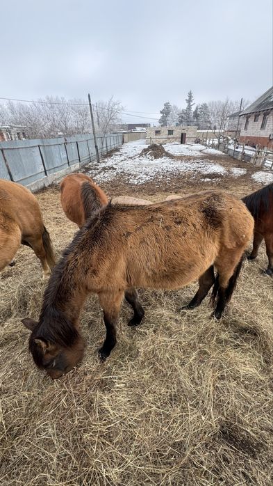 Продам кобылку 2 года