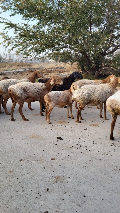 Продам Арашан маток