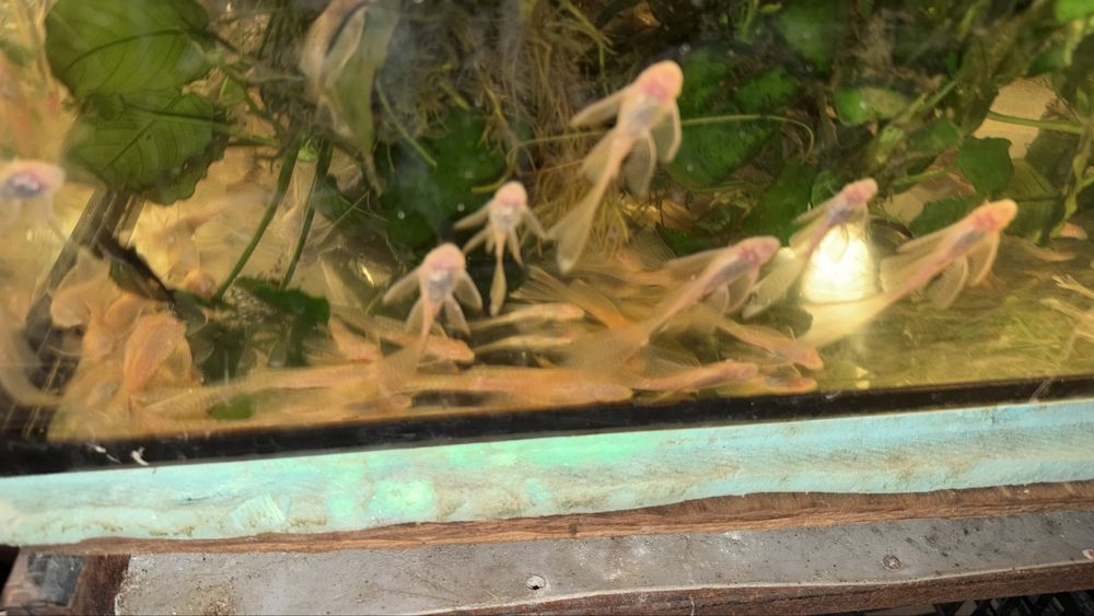 Acistrus long fin albino voalat