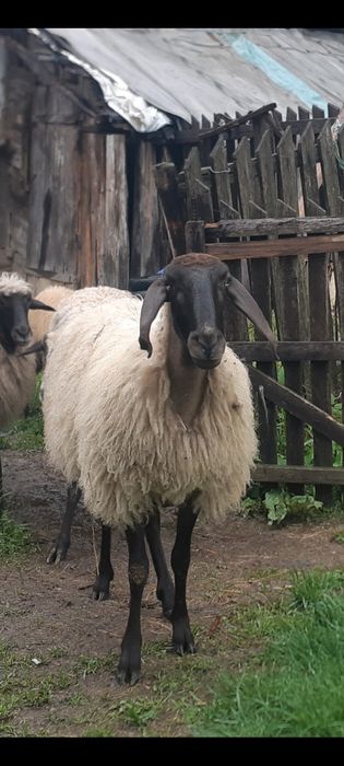 Super oferta ,oi carabașe și breze