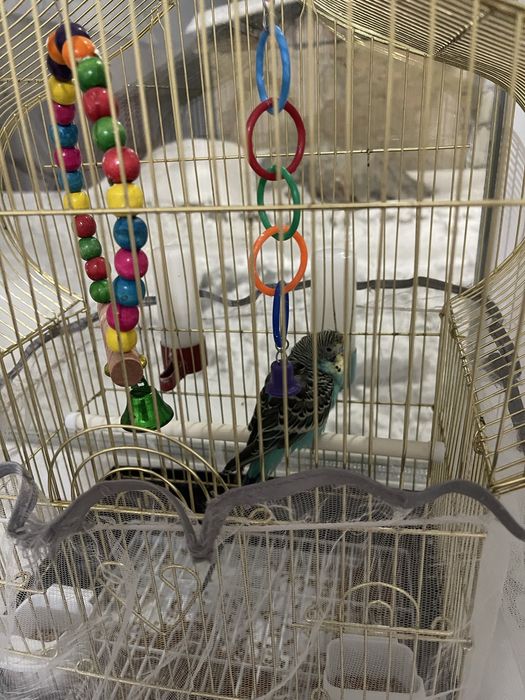 Продам умный папугай