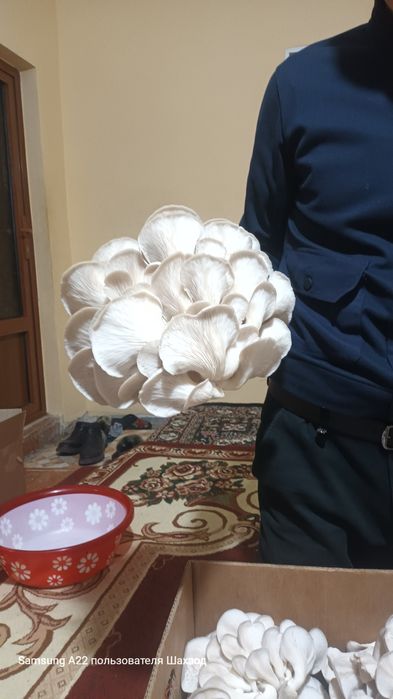 Қузиқорин вишинка навидан оптим