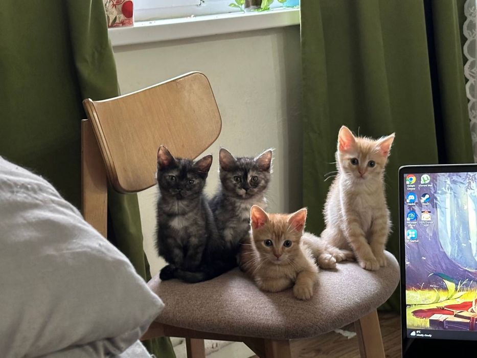 Отдаем котят 2 сесяца
