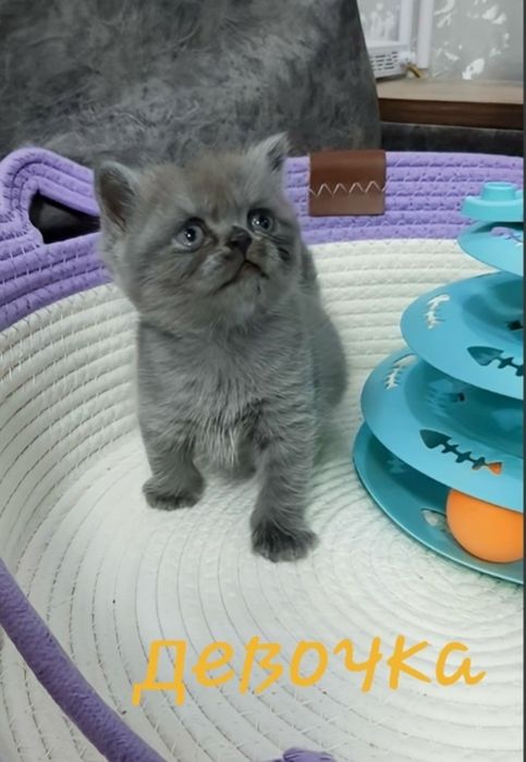 Готовятся к продаже чистокровные шотландские вислоухие котятки