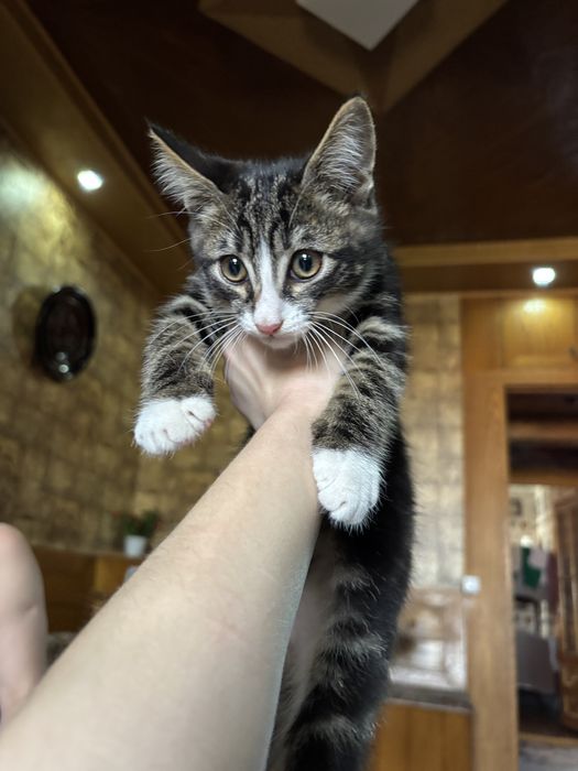 Котенок/мальчик.