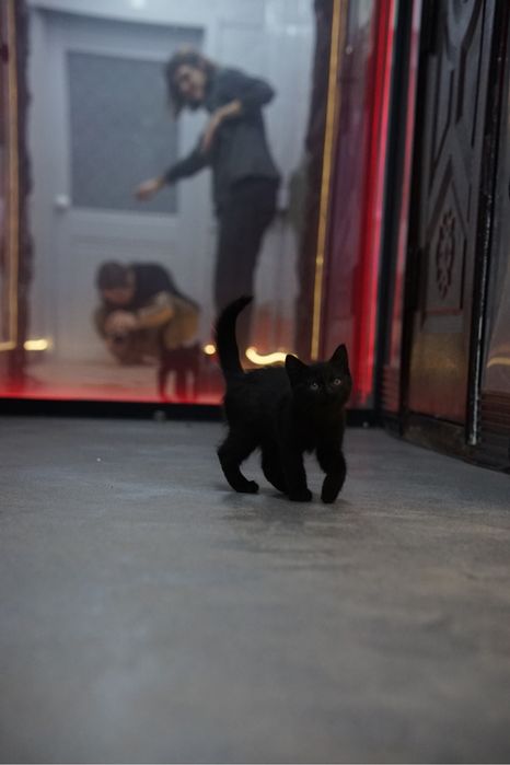 Отдам котенка в хорошие руки!