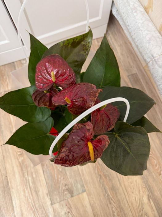 Цветы комнатные растения