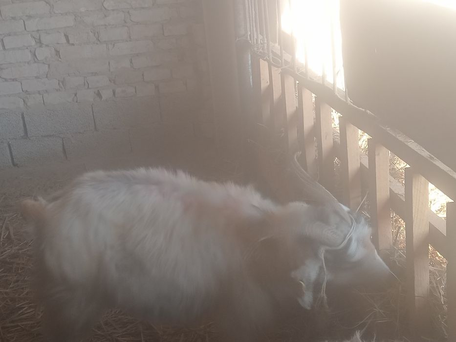 Сатылады ешкы шыбыш тар