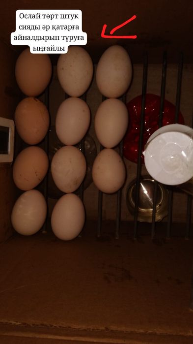 Инкубатор для птиц