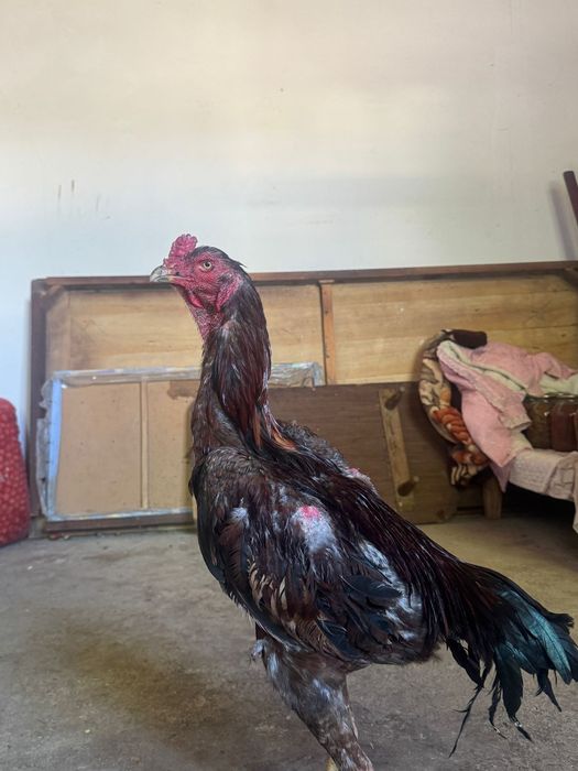 бойцовый петух қораз