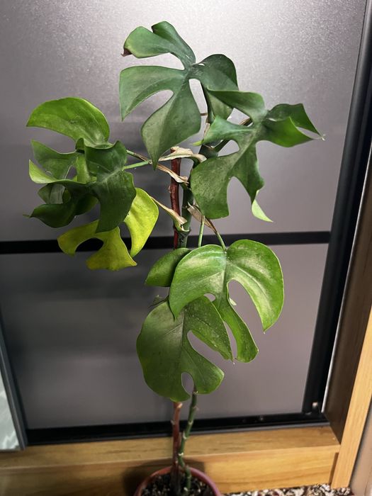 Монстера минима