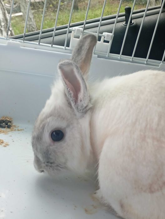 Кролик домашний декоративный