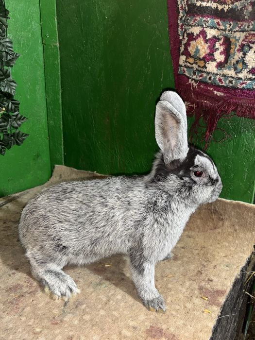 Iepurași Marele Argintiu Deschis