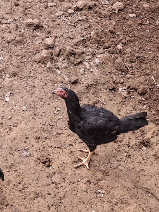 Бойцовая курица.