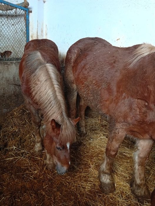 Iapa de 5 Ani  cu manz de 1 an