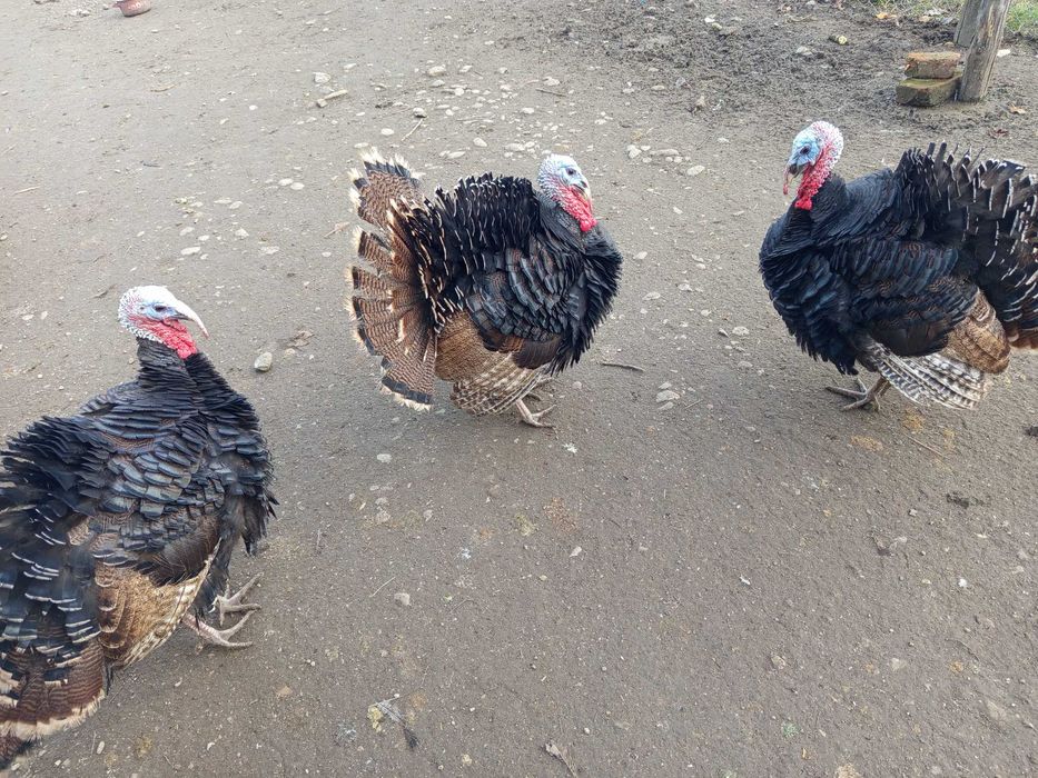 Curcănei de casă, caută adăpost nou