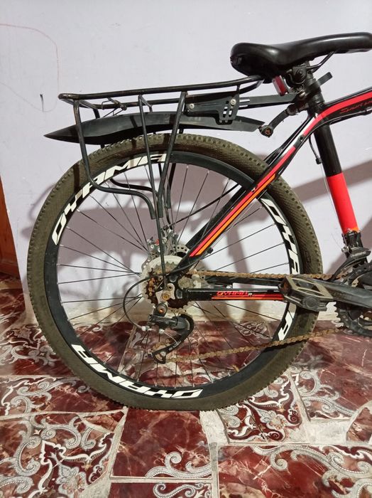 Oyama chempion 26