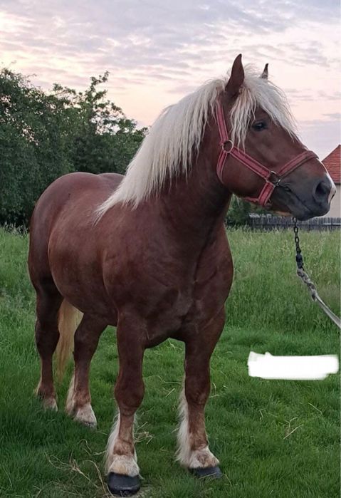 Vând armăsar 1 an și 10 luni