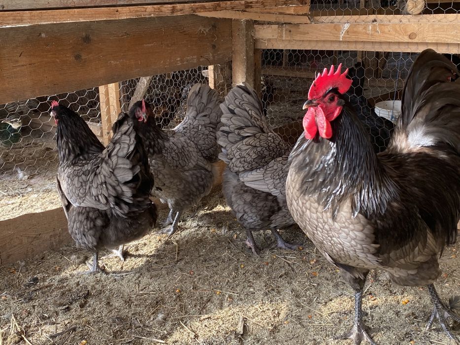Oua de Gaini Australorp Albastru